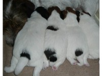 /album/jackrus-jackrussell/pennut-maitobaarissa-2-jpg/